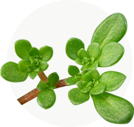 植物提取物系列